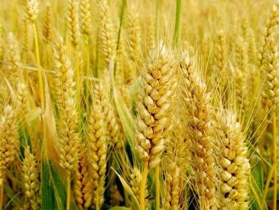 小麦是小麦系植物的统称,颖果是人类的主食之一