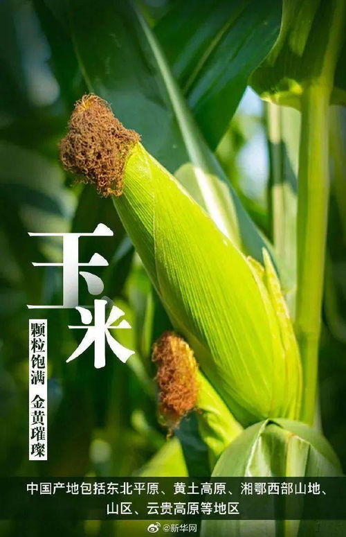 中国农民丰收节 一起来看中国主要农作物的种植分布