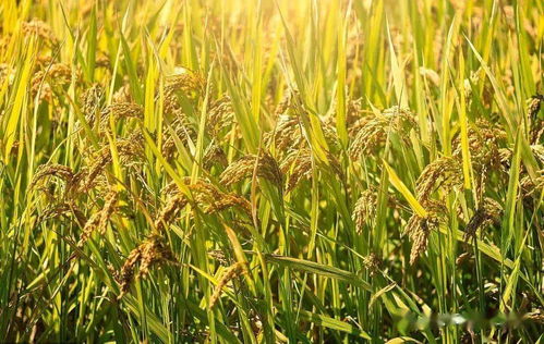 从水稻的种植过程看季风水田农业特点,附水稻分类及我国主要稻作区