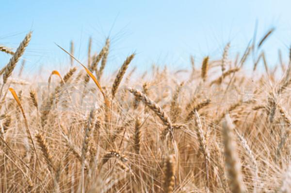 在一个农场的田野上的小麦小穗